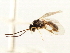  (Lagoleptus - CNCHYM 05005)  @11 [ ] CreativeCommons - Attribution (2011) CNC/CBG Photography Group Centre for Biodiversity Genomics