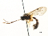  ( - CNCHYM 05013)  @11 [ ] CreativeCommons - Attribution (2011) CNC/CBG Photography Group Centre for Biodiversity Genomics
