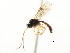  ( - CNCHYM 05014)  @11 [ ] CreativeCommons - Attribution (2011) CNC/CBG Photography Group Centre for Biodiversity Genomics