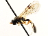  ( - CNCHYM 05015)  @11 [ ] CreativeCommons - Attribution (2011) CNC/CBG Photography Group Centre for Biodiversity Genomics