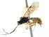  ( - CNCHYM 05017)  @11 [ ] CreativeCommons - Attribution (2011) CNC/CBG Photography Group Centre for Biodiversity Genomics