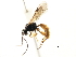  ( - CNCHYM 05019)  @11 [ ] CreativeCommons - Attribution (2011) CNC/CBG Photography Group Centre for Biodiversity Genomics