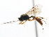  ( - CNCHYM 05024)  @11 [ ] CreativeCommons - Attribution (2011) CNC/CBG Photography Group Centre for Biodiversity Genomics