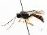  ( - CNCHYM 05027)  @11 [ ] CreativeCommons - Attribution (2011) CNC/CBG Photography Group Centre for Biodiversity Genomics