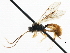  (Monoblastus dionnei - CNCHYM 05028)  @11 [ ] CreativeCommons - Attribution (2011) CNC/CBG Photography Group Centre for Biodiversity Genomics