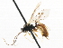  ( - CNCHYM 05029)  @11 [ ] CreativeCommons - Attribution (2011) CNC/CBG Photography Group Centre for Biodiversity Genomics