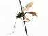  ( - CNCHYM 05031)  @11 [ ] CreativeCommons - Attribution (2011) CNC/CBG Photography Group Centre for Biodiversity Genomics