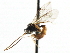  ( - CNCHYM 05035)  @11 [ ] CreativeCommons - Attribution (2011) CNC/CBG Photography Group Centre for Biodiversity Genomics