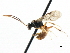  (Monoblastus ferius - CNCHYM 05037)  @11 [ ] CreativeCommons - Attribution (2011) CNC/CBG Photography Group Centre for Biodiversity Genomics