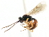  ( - CNCHYM 05042)  @11 [ ] CreativeCommons - Attribution (2011) CNC/CBG Photography Group Centre for Biodiversity Genomics