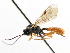  ( - CNCHYM 05046)  @11 [ ] CreativeCommons - Attribution (2011) CNC/CBG Photography Group Centre for Biodiversity Genomics