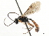  ( - CNCHYM 05049)  @11 [ ] CreativeCommons - Attribution (2011) CNC/CBG Photography Group Centre for Biodiversity Genomics