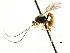  ( - CNCHYM 05050)  @13 [ ] CreativeCommons - Attribution (2011) CNC/CBG Photography Group Centre for Biodiversity Genomics