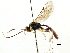  (Tryphon americanus - CNCHYM 05065)  @11 [ ] CreativeCommons - Attribution (2011) CNC/CBG Photography Group Centre for Biodiversity Genomics