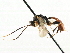  ( - CNCHYM 05066)  @11 [ ] CreativeCommons - Attribution (2011) CNC/CBG Photography Group Centre for Biodiversity Genomics