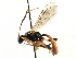  ( - CNCHYM 05067)  @11 [ ] CreativeCommons - Attribution (2011) CNC/CBG Photography Group Centre for Biodiversity Genomics
