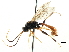  ( - CNCHYM 05068)  @11 [ ] CreativeCommons - Attribution (2011) CNC/CBG Photography Group Centre for Biodiversity Genomics