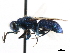  ( - CNCHYM 05138)  @11 [ ] CreativeCommons - Attribution (2011) CNC/CBG Photography Group Centre for Biodiversity Genomics