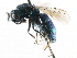  ( - CNCHYM 05139)  @11 [ ] CreativeCommons - Attribution (2011) CNC/CBG Photography Group Centre for Biodiversity Genomics