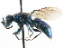  ( - CNCHYM 05140)  @11 [ ] CreativeCommons - Attribution (2011) CNC/CBG Photography Group Centre for Biodiversity Genomics
