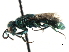  ( - CNCHYM 05143)  @11 [ ] CreativeCommons - Attribution (2011) CNC/CBG Photography Group Centre for Biodiversity Genomics
