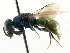 ( - CNCHYM 05150)  @11 [ ] CreativeCommons - Attribution (2011) CNC/CBG Photography Group Centre for Biodiversity Genomics