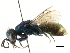  ( - CNCHYM 05151)  @11 [ ] CreativeCommons - Attribution (2011) CNC/CBG Photography Group Centre for Biodiversity Genomics