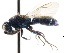  ( - CNCHYM 05152)  @11 [ ] CreativeCommons - Attribution (2011) CNC/CBG Photography Group Centre for Biodiversity Genomics