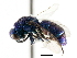  ( - CNCHYM 05153)  @11 [ ] CreativeCommons - Attribution (2011) CNC/CBG Photography Group Centre for Biodiversity Genomics