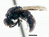  ( - CNCHYM 05154)  @11 [ ] CreativeCommons - Attribution (2011) CNC/CBG Photography Group Centre for Biodiversity Genomics