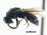  ( - CNCHYM 05155)  @11 [ ] CreativeCommons - Attribution (2011) CNC/CBG Photography Group Centre for Biodiversity Genomics