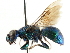  ( - CNCHYM 05182)  @11 [ ] CreativeCommons - Attribution (2011) CNC/CBG Photography Group Centre for Biodiversity Genomics