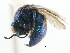  ( - CNCHYM 05183)  @11 [ ] CreativeCommons - Attribution (2011) CNC/CBG Photography Group Centre for Biodiversity Genomics