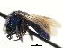  ( - CNCHYM 05185)  @11 [ ] CreativeCommons - Attribution (2011) CNC/CBG Photography Group Centre for Biodiversity Genomics