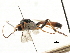  ( - CNCHYM 06006)  @11 [ ] CreativeCommons - Attribution (2011) CNC/CBG Photography Group Centre for Biodiversity Genomics