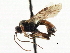  ( - CNCHYM 06008)  @11 [ ] CreativeCommons - Attribution (2011) CNC/CBG Photography Group Centre for Biodiversity Genomics