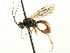  ( - CNCHYM 06014)  @11 [ ] CreativeCommons - Attribution (2011) CNC/CBG Photography Group Centre for Biodiversity Genomics