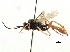  (Tryphon foraminatus - CNCHYM 06015)  @11 [ ] CreativeCommons - Attribution (2011) CNC/CBG Photography Group Centre for Biodiversity Genomics