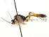  ( - CNCHYM 06017)  @11 [ ] CreativeCommons - Attribution (2011) CNC/CBG Photography Group Centre for Biodiversity Genomics