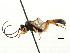  ( - CNCHYM 06018)  @11 [ ] CreativeCommons - Attribution (2011) CNC/CBG Photography Group Centre for Biodiversity Genomics