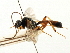  ( - CNCHYM 06019)  @13 [ ] CreativeCommons - Attribution (2011) CNC/CBG Photography Group Centre for Biodiversity Genomics