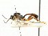  ( - CNCHYM 06020)  @11 [ ] CreativeCommons - Attribution (2011) CNC/CBG Photography Group Centre for Biodiversity Genomics