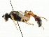  ( - CNCHYM 06021)  @11 [ ] CreativeCommons - Attribution (2011) CNC/CBG Photography Group Centre for Biodiversity Genomics
