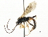  ( - CNCHYM 06024)  @11 [ ] CreativeCommons - Attribution (2011) CNC/CBG Photography Group Centre for Biodiversity Genomics