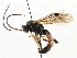  (Tryphon jezoensis - CNCHYM 06027)  @11 [ ] CreativeCommons - Attribution (2011) CNC/CBG Photography Group Centre for Biodiversity Genomics