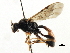  ( - CNCHYM 06034)  @11 [ ] CreativeCommons - Attribution (2011) CNC/CBG Photography Group Centre for Biodiversity Genomics