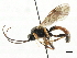  ( - CNCHYM 06039)  @11 [ ] CreativeCommons - Attribution (2011) CNC/CBG Photography Group Centre for Biodiversity Genomics