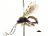  ( - CNCHYM 06040)  @11 [ ] CreativeCommons - Attribution (2011) CNC/CBG Photography Group Centre for Biodiversity Genomics