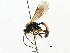  (Tryphon nagahamensis - CNCHYM 06041)  @11 [ ] CreativeCommons - Attribution (2011) CNC/CBG Photography Group Centre for Biodiversity Genomics
