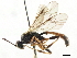  ( - CNCHYM 06042)  @11 [ ] CreativeCommons - Attribution (2011) CNC/CBG Photography Group Centre for Biodiversity Genomics